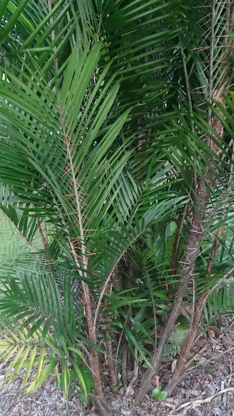 Bactris major