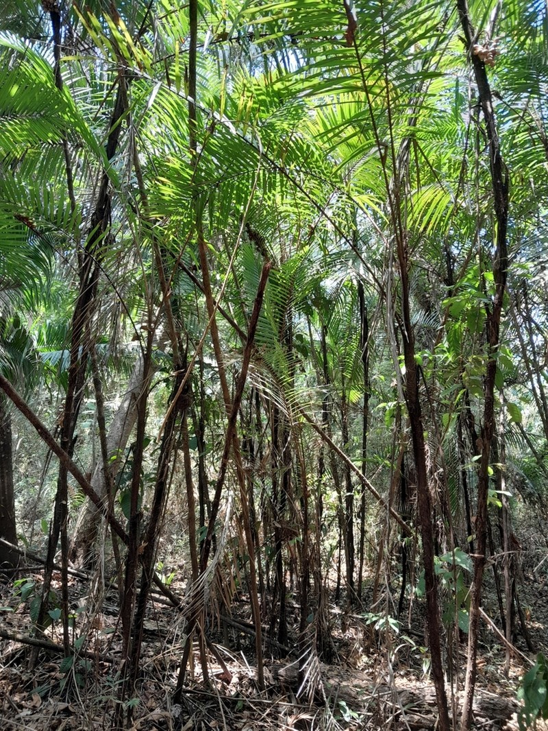 Bactris major photo 2