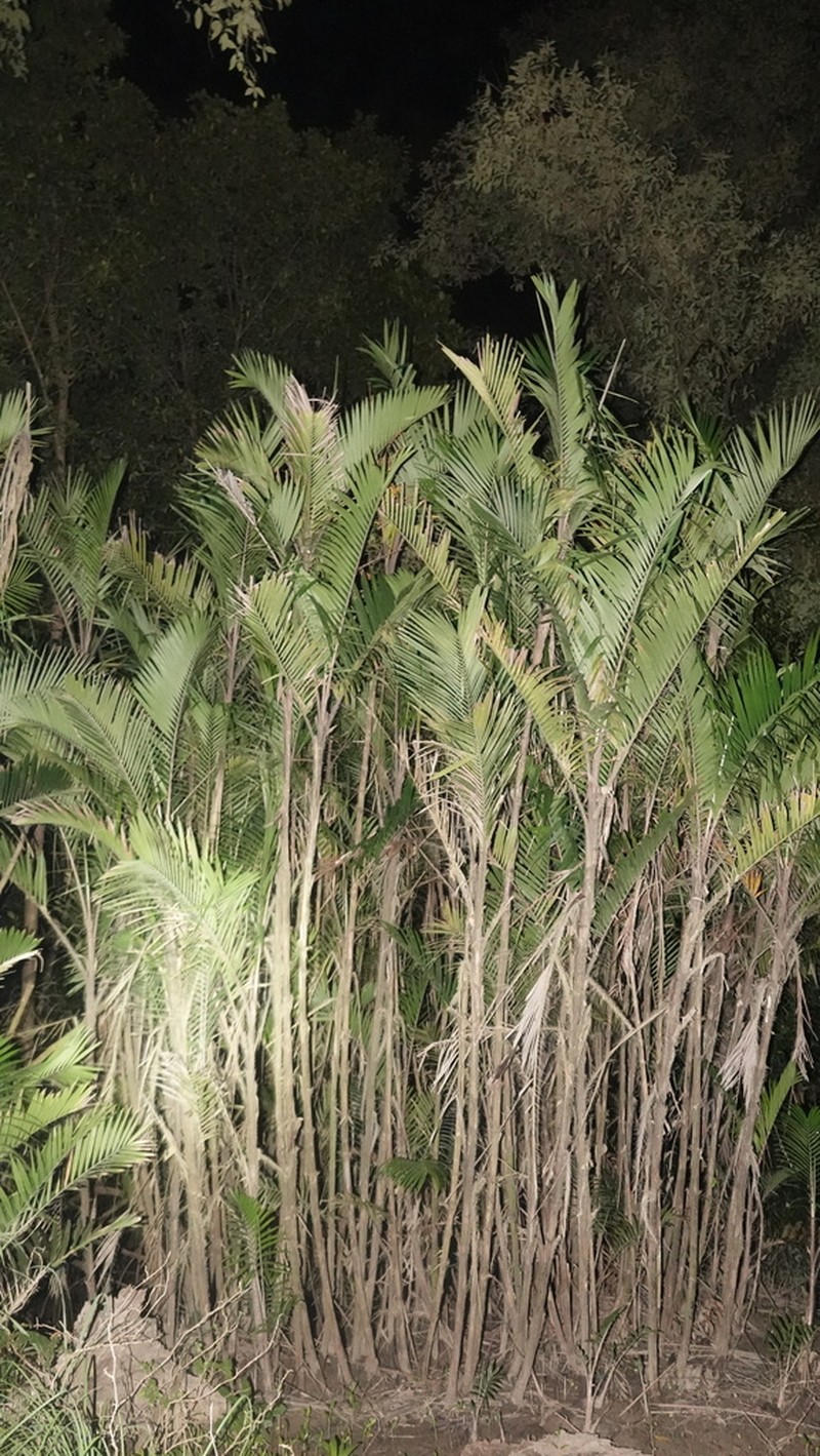 Bactris major photo 3