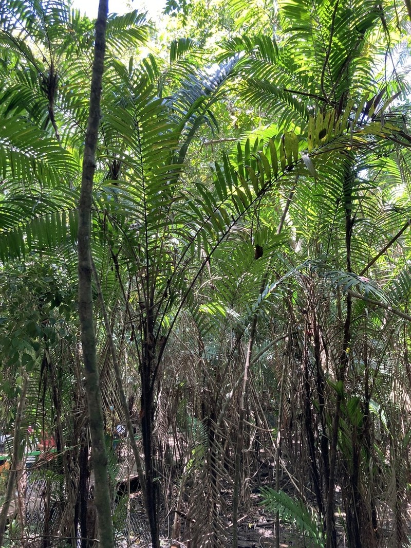 Bactris major photo 4