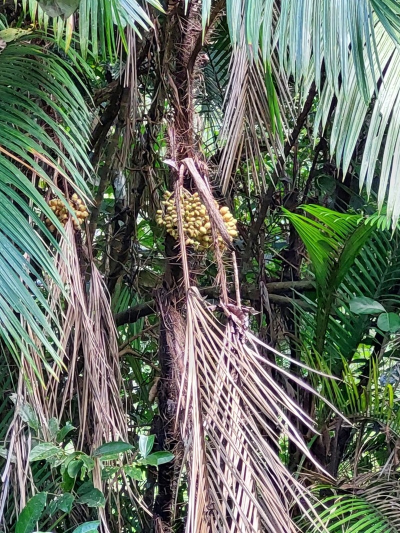 Bactris major photo 5