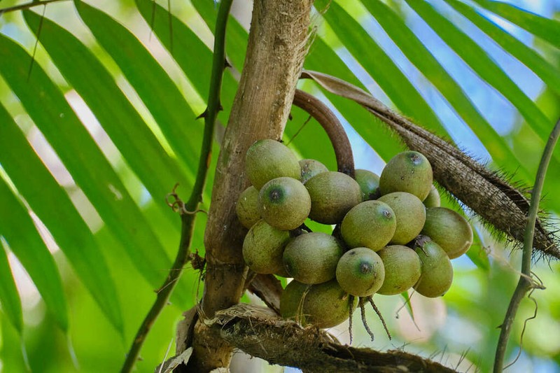Bactris major photo 6