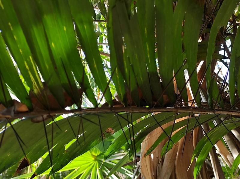 Bactris major photo 7