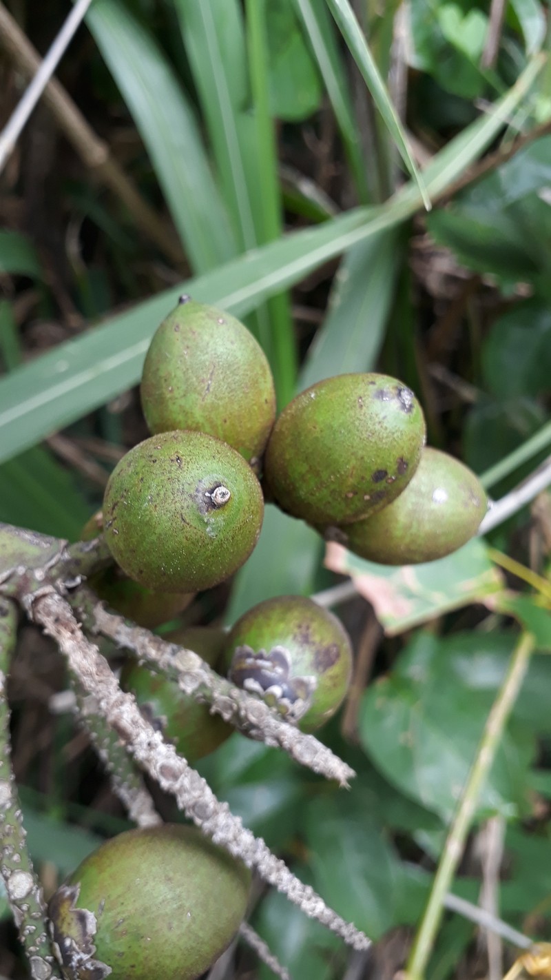 Bactris major var. infesta photo 2