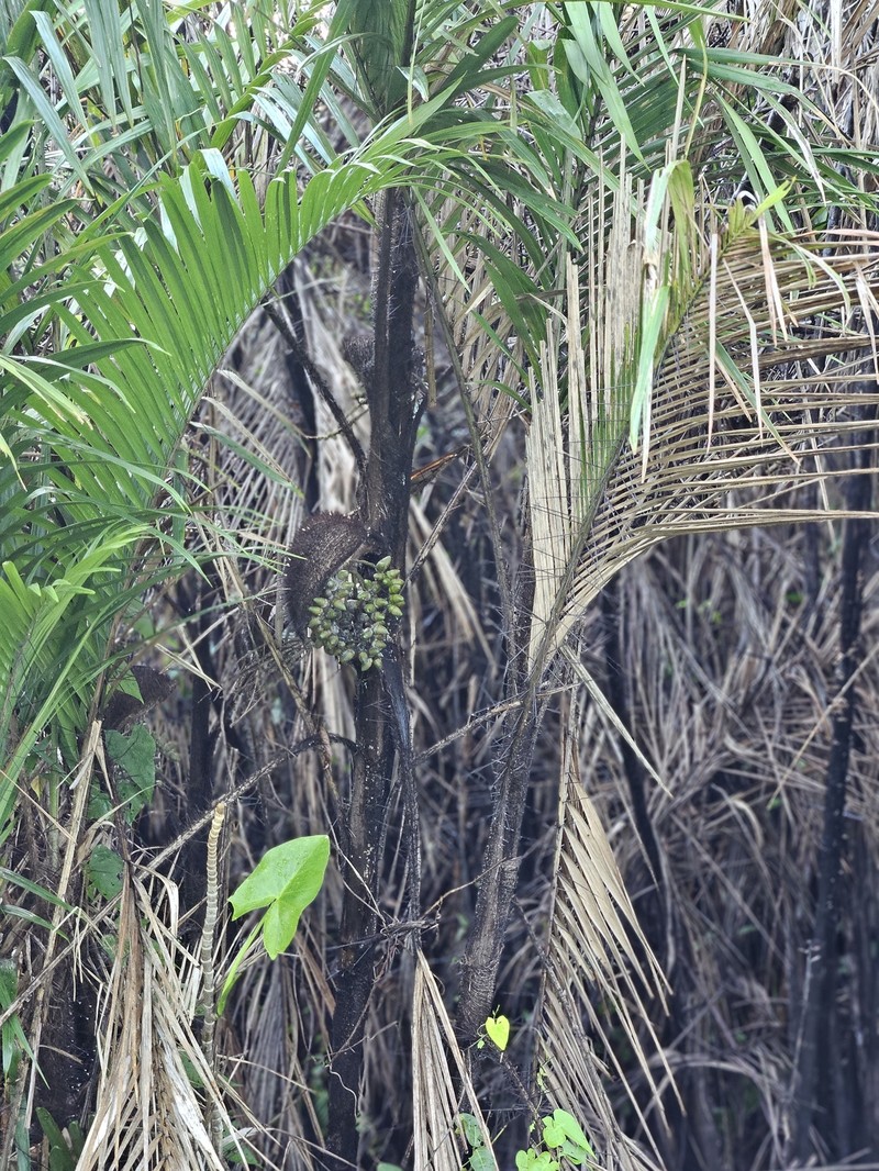 Bactris major var. major