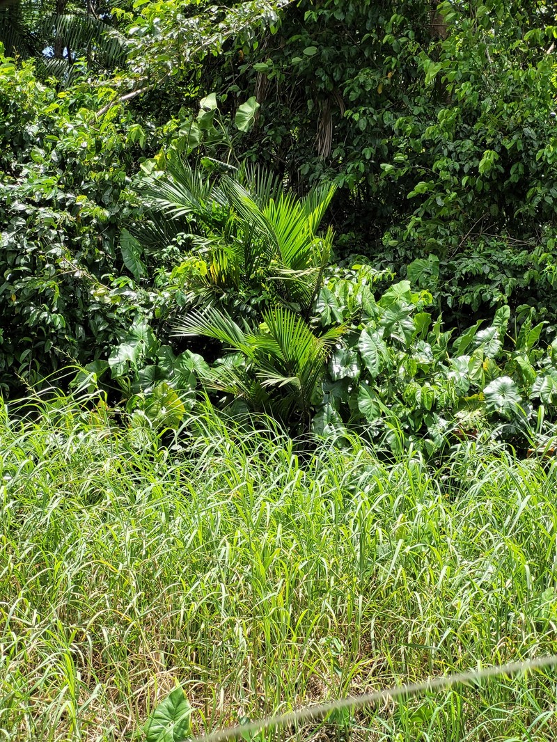 Bactris major var. major photo 2