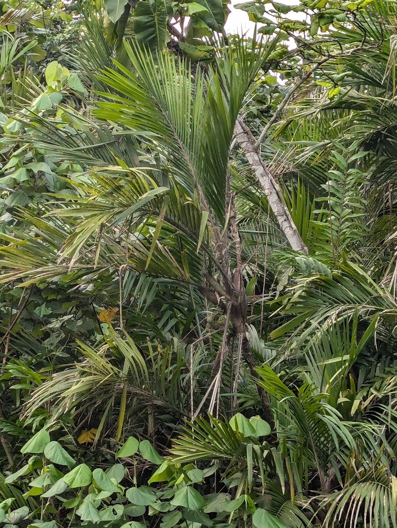 Bactris major var. major photo 3