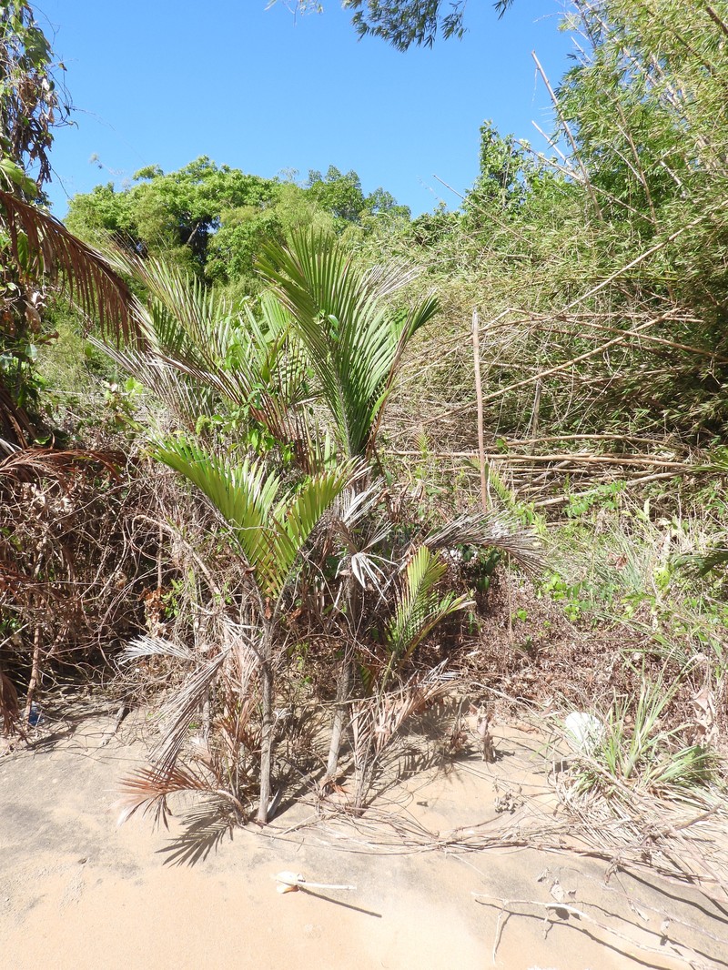 Bactris major var. major photo 4