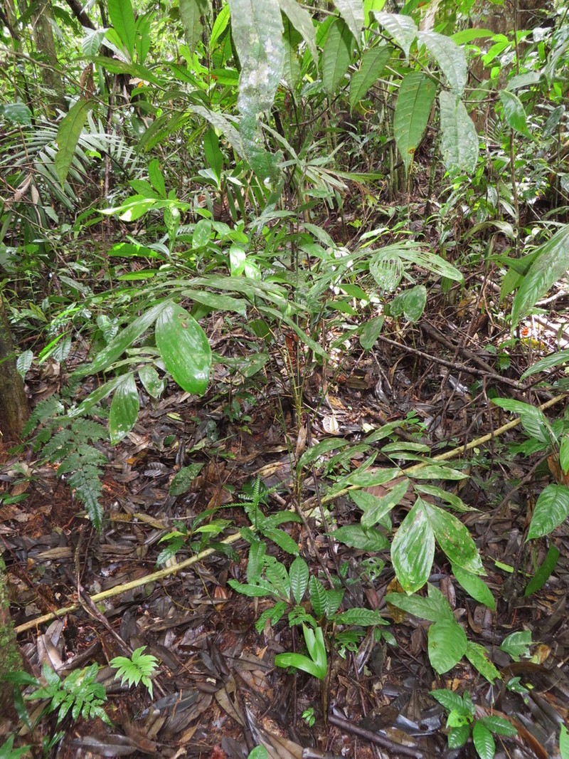 Bactris maraja