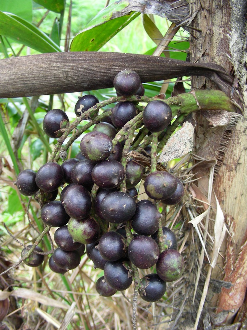 Bactris maraja photo 2