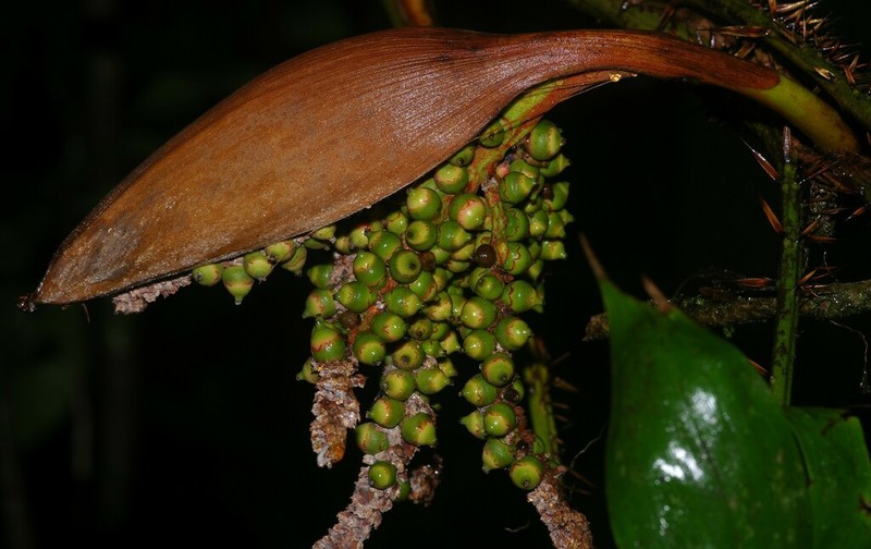 Bactris maraja photo 3
