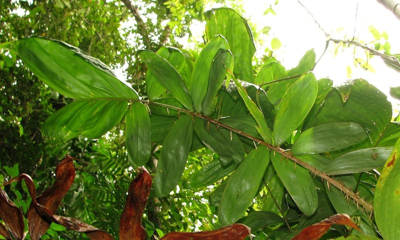 Bactris maraja photo 4