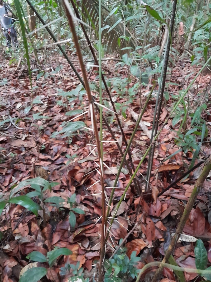 Bactris maraja photo 5