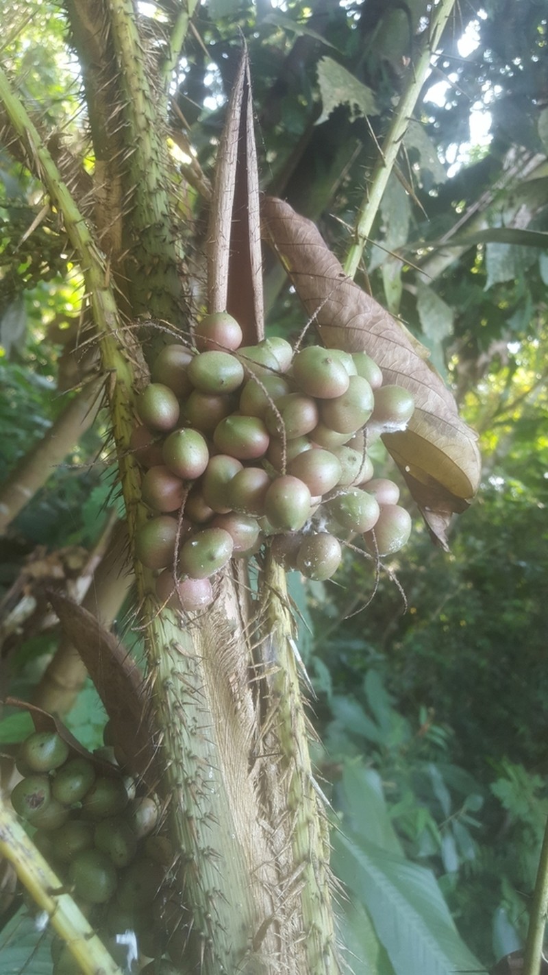 Bactris maraja photo 6