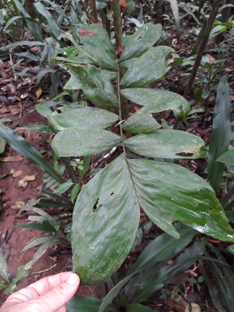 Bactris maraja photo 7