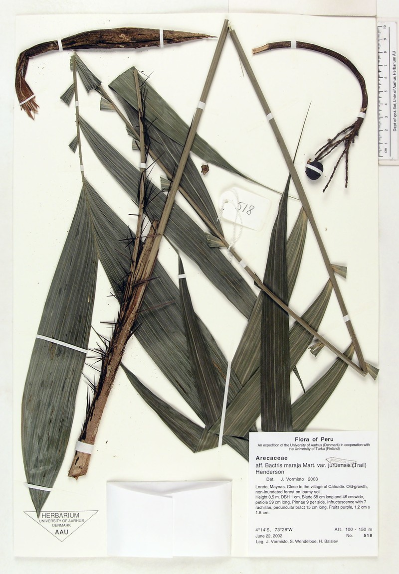 Bactris maraja var. juruensis