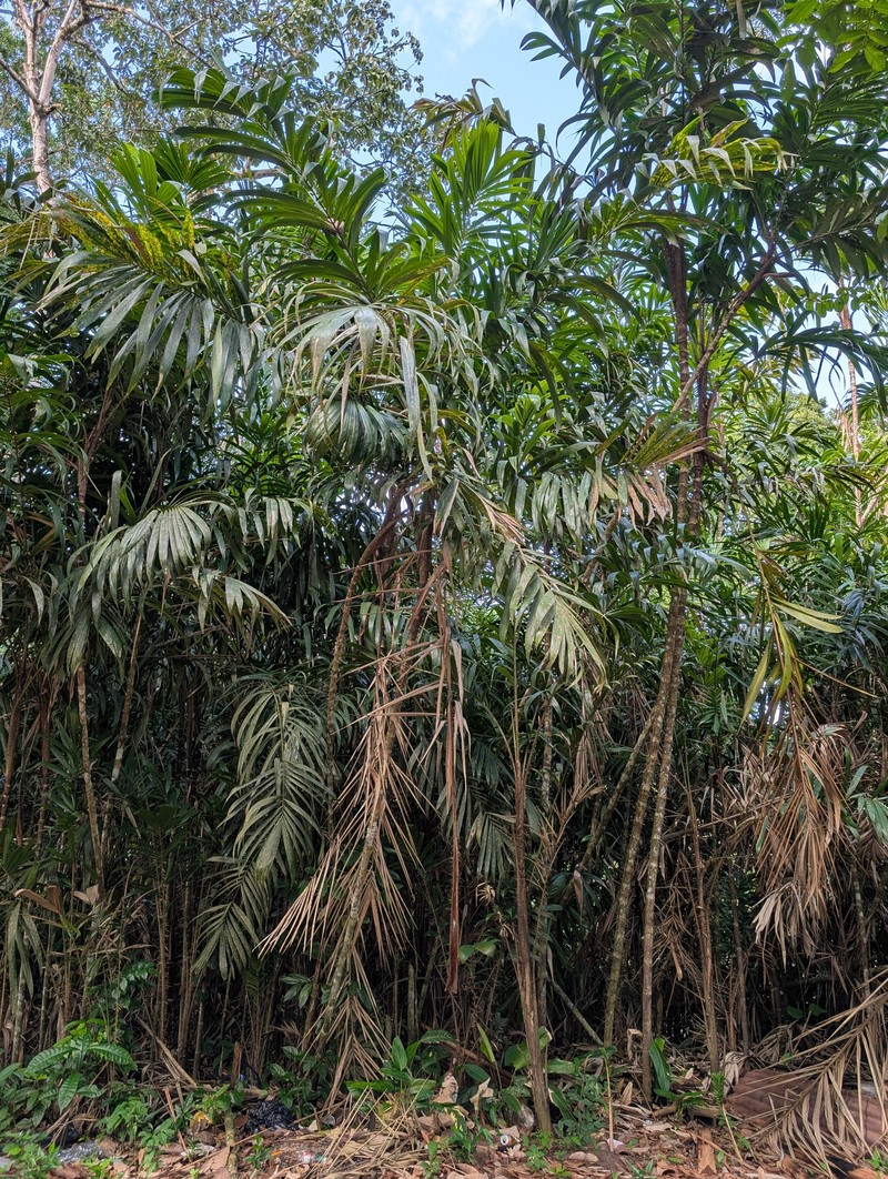 Bactris maraja var. trichospatha
