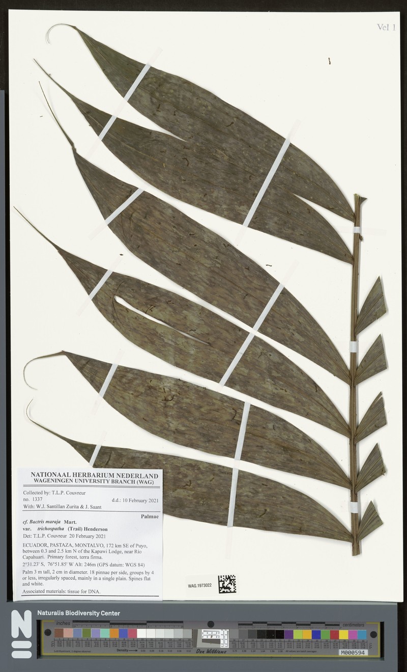 Bactris maraja var. trichospatha photo 2