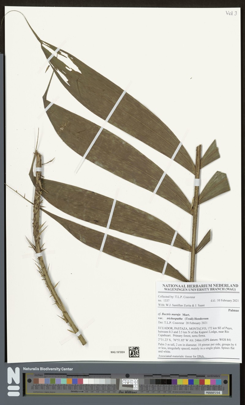 Bactris maraja var. trichospatha photo 3