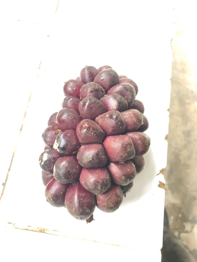 Bactris martiana