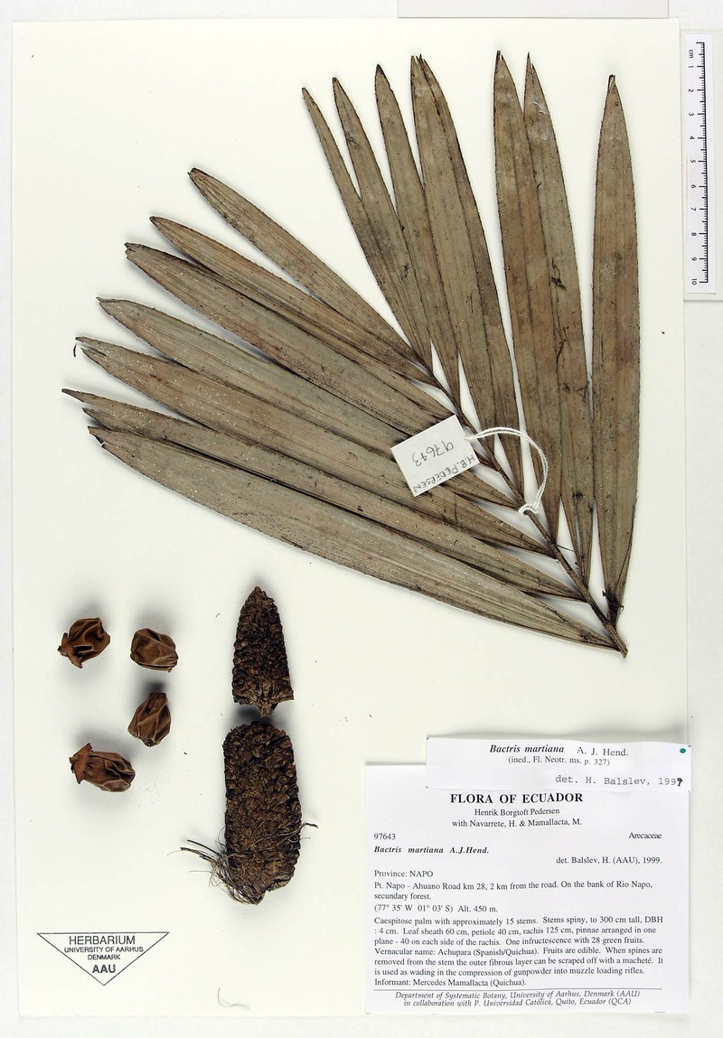Bactris martiana photo 3