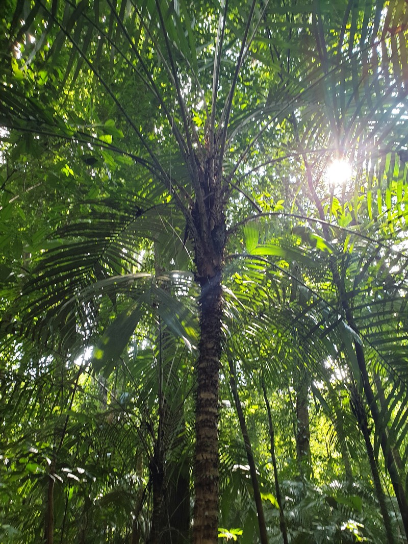 Bactris mexicana