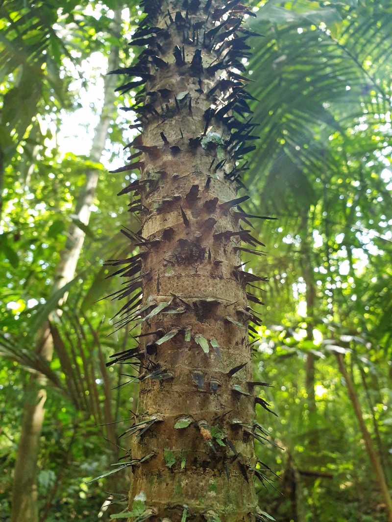 Bactris mexicana photo 2