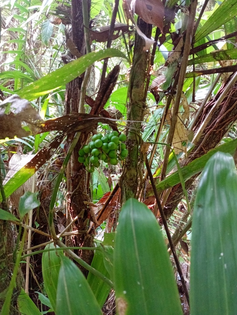 Bactris mexicana photo 3
