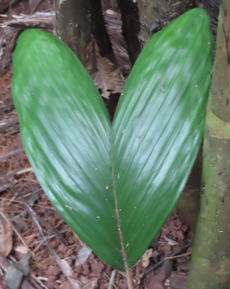 Bactris mexicana photo 4