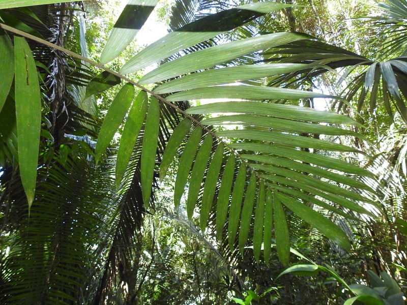 Bactris mexicana photo 5