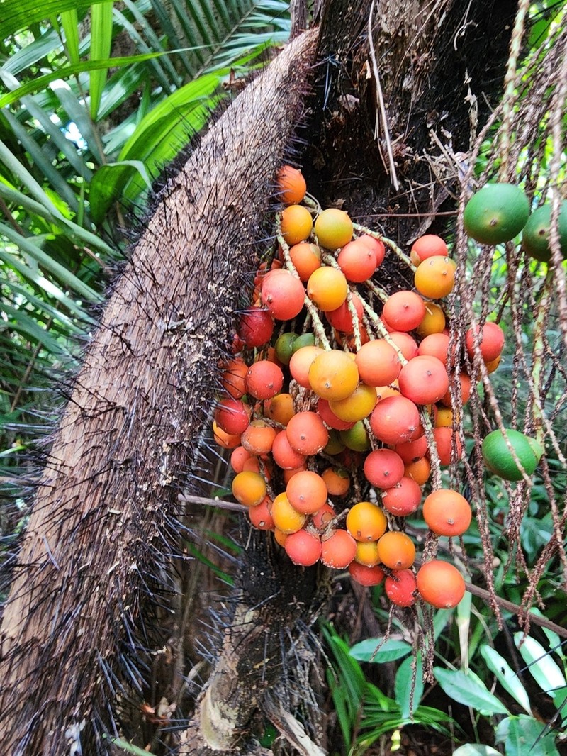 Bactris mexicana photo 6