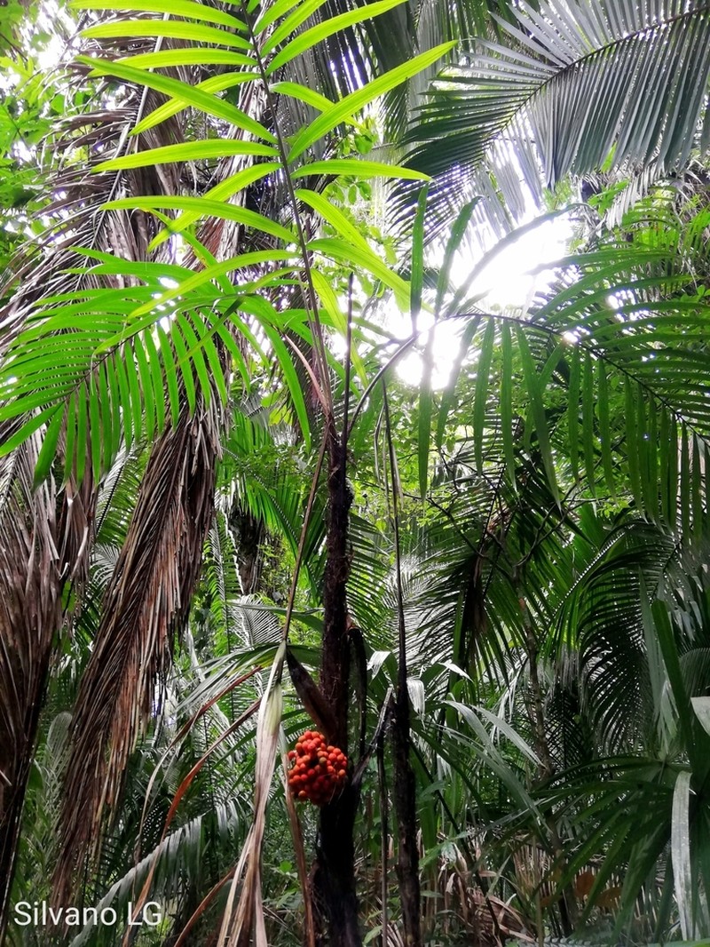 Bactris mexicana photo 7