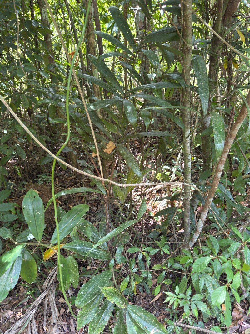 Bactris mexicana var. mexicana