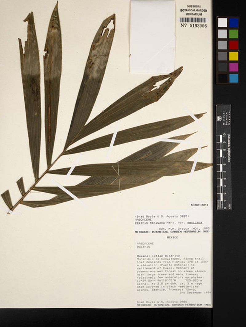 Bactris mexicana var. mexicana photo 2