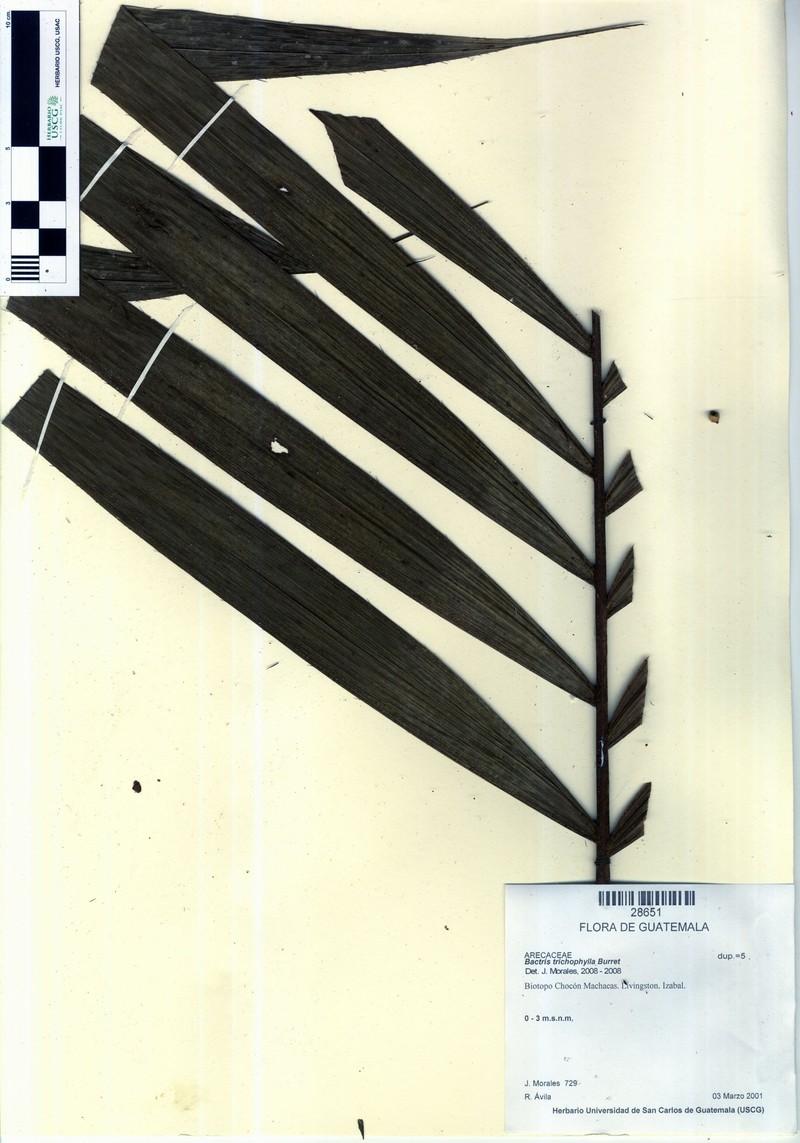 Bactris mexicana var. trichophylla photo 3