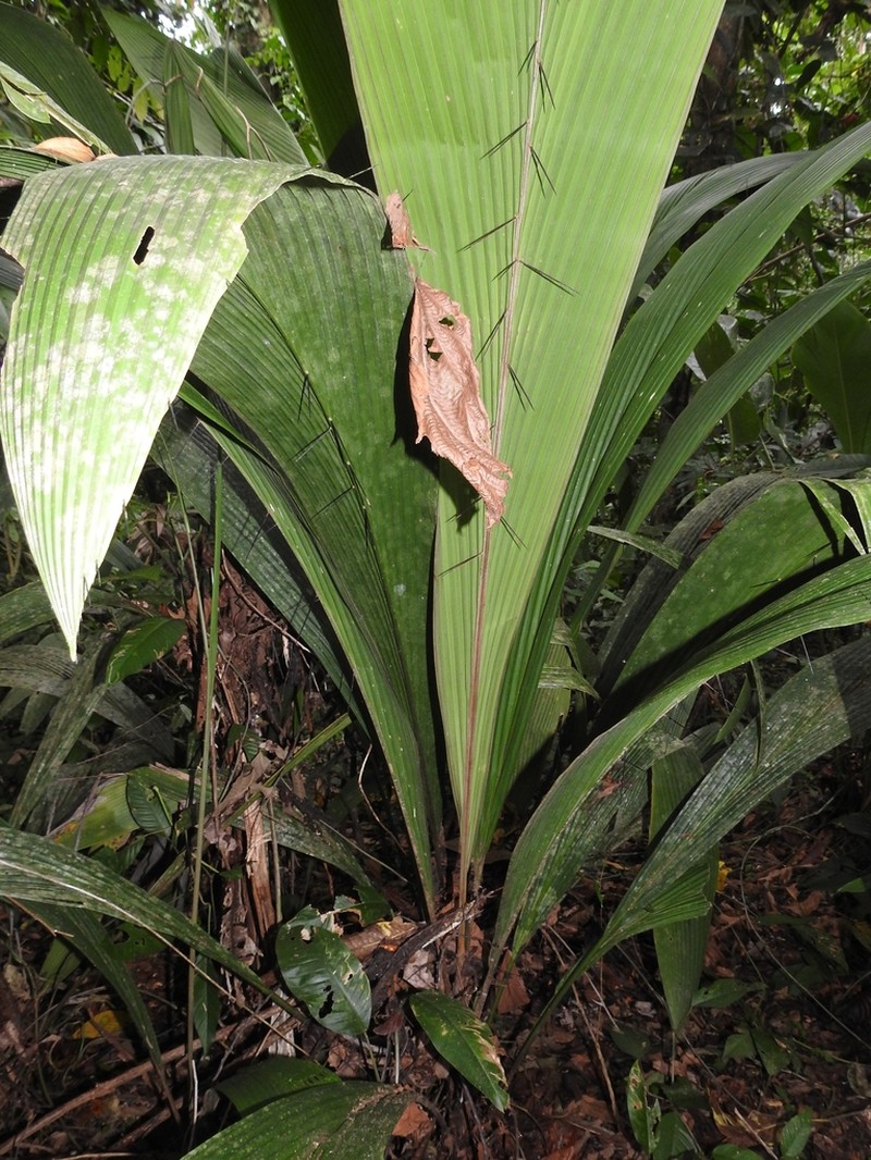 Bactris militaris