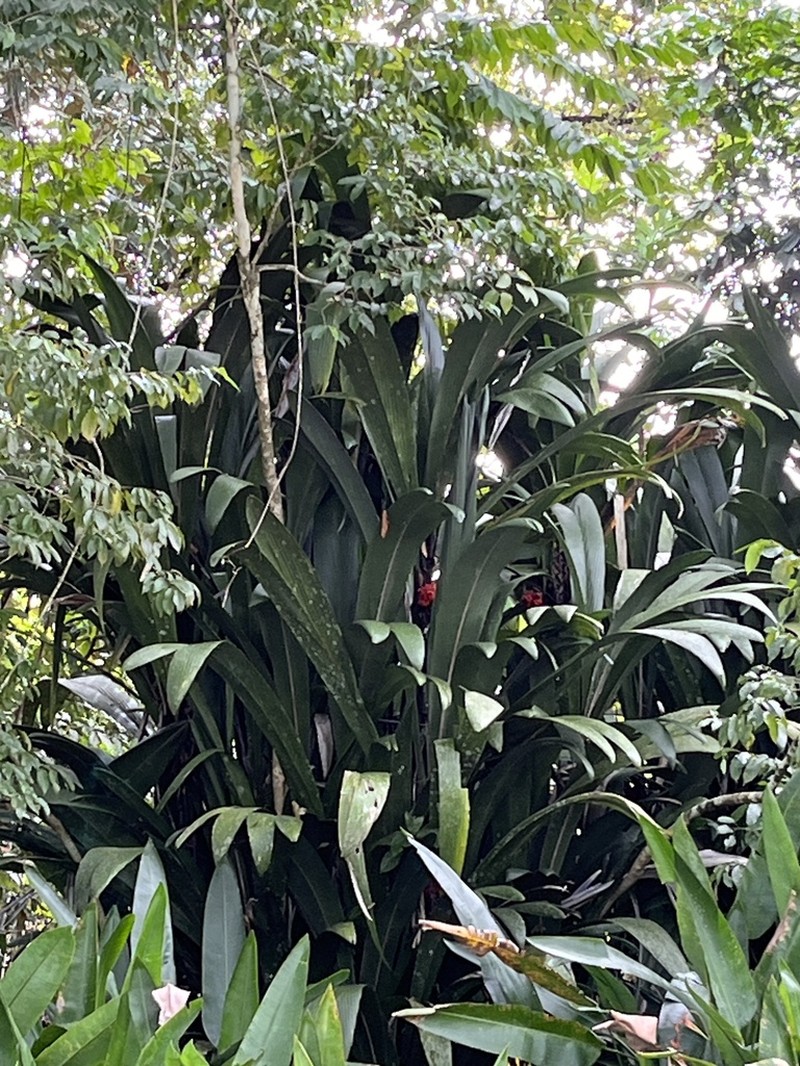 Bactris militaris photo 2