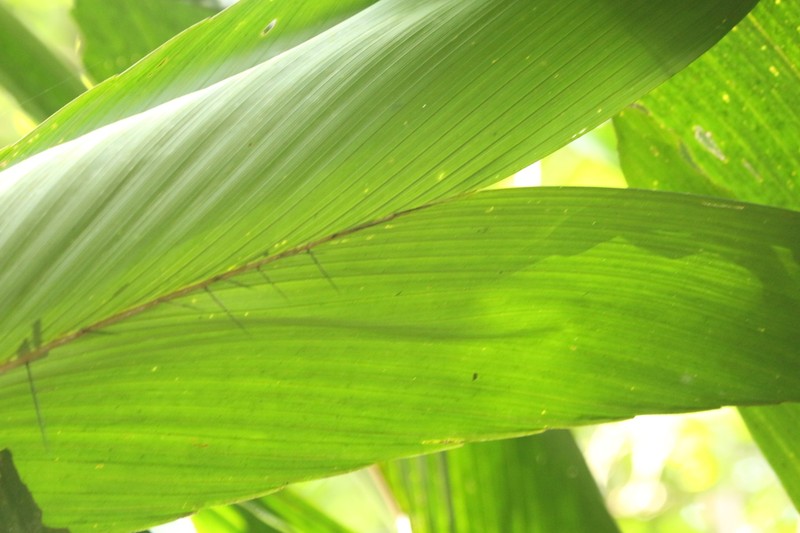 Bactris militaris photo 3