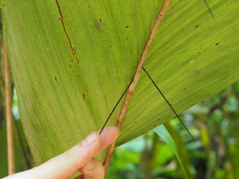 Bactris militaris photo 4