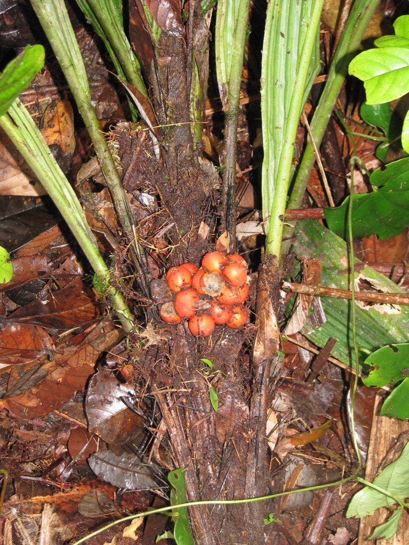 Bactris militaris photo 5