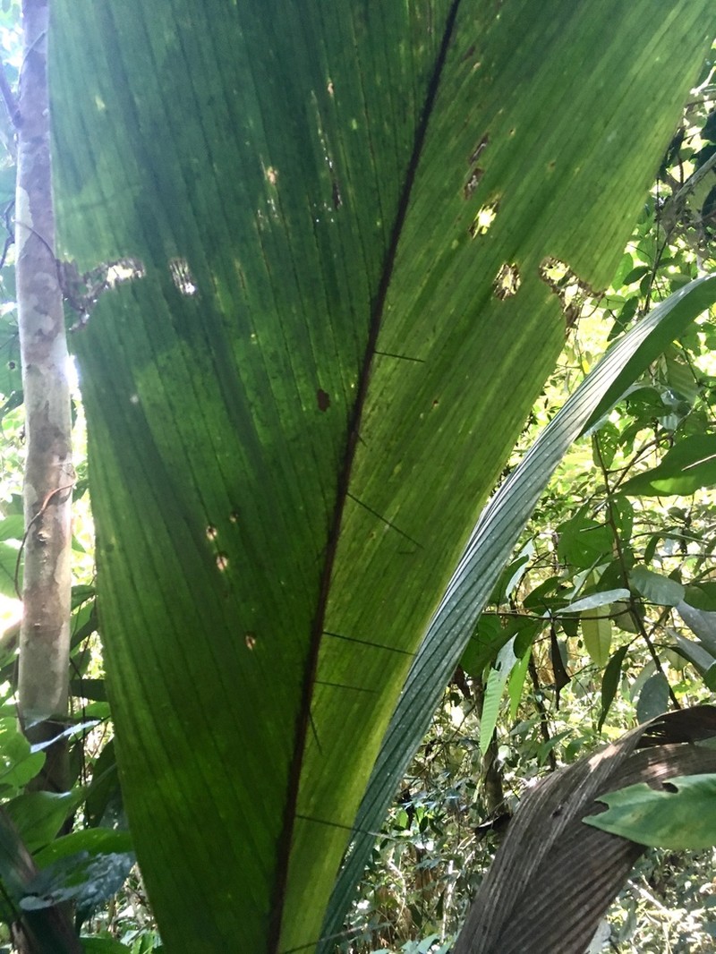 Bactris militaris photo 6