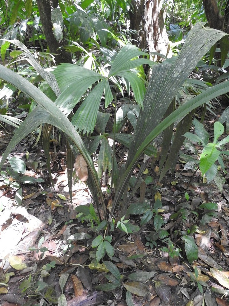 Bactris militaris photo 7