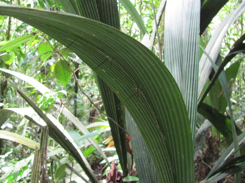 Bactris militaris photo 8
