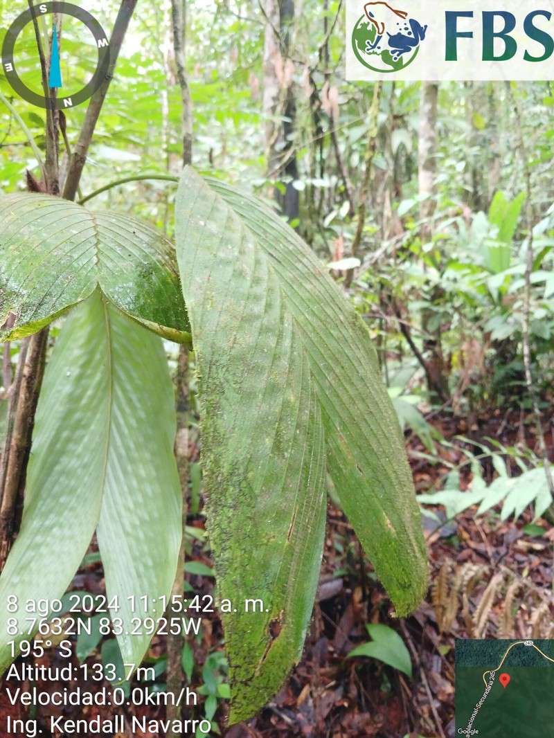 Bactris obovata photo 2