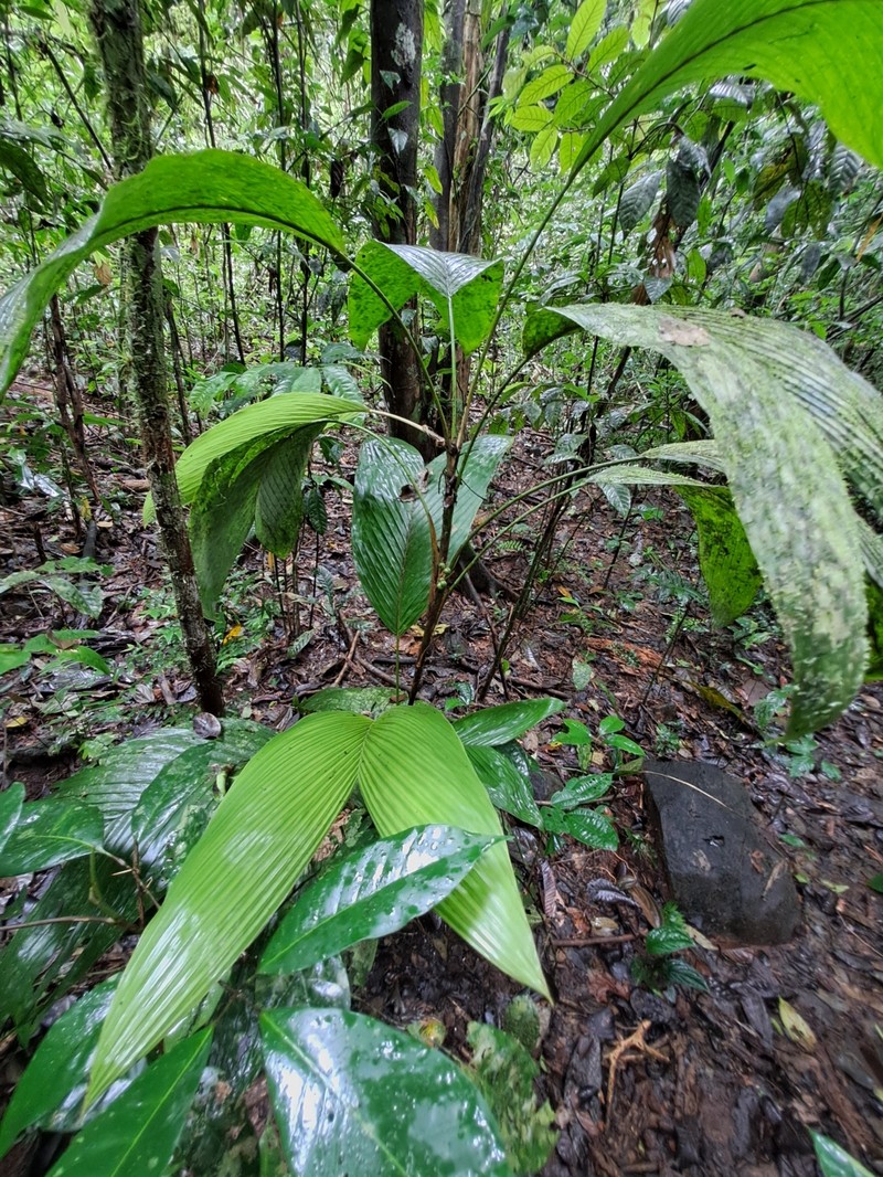 Bactris obovata photo 3