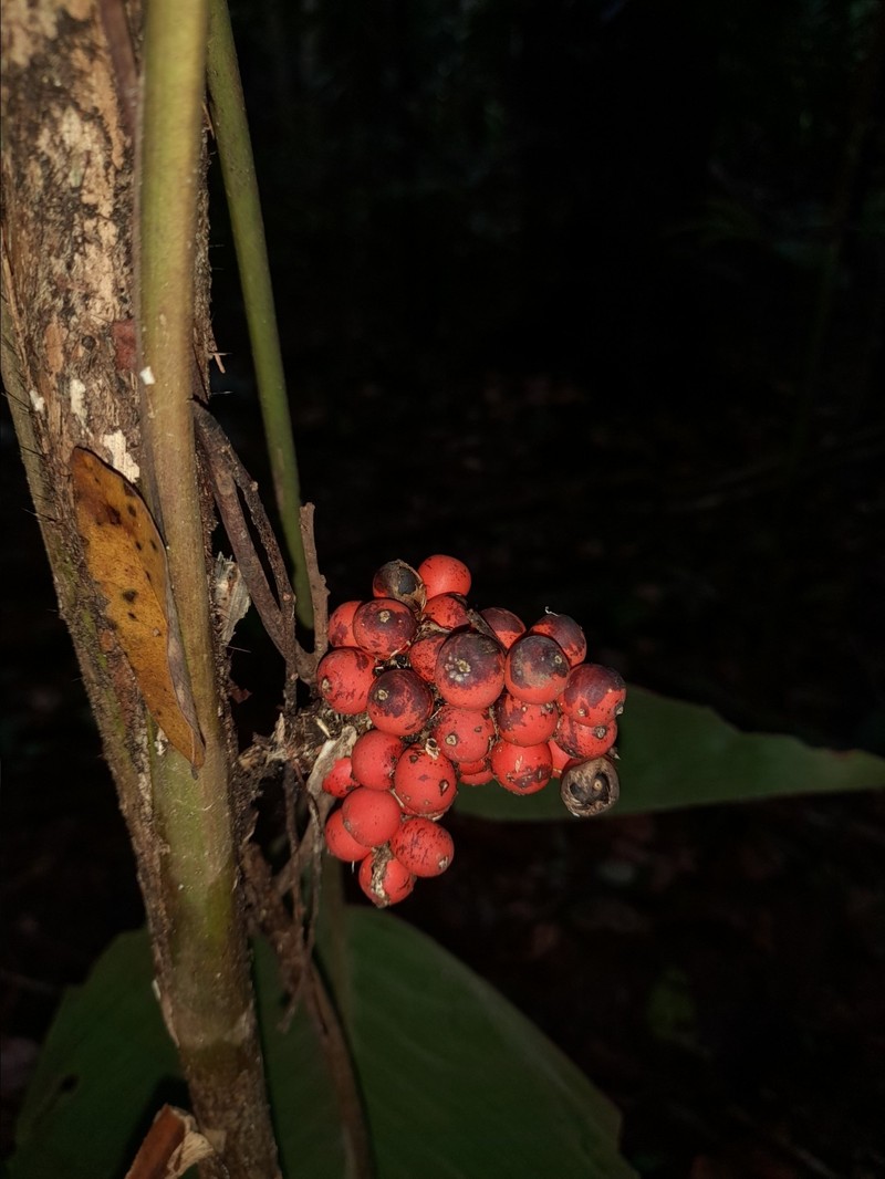 Bactris obovata photo 4