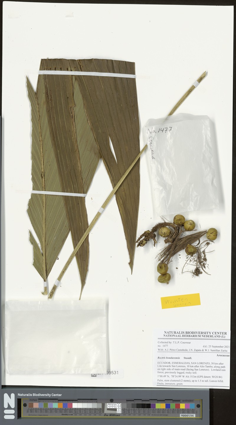 Bactris obovata photo 5