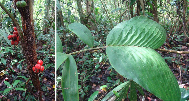Bactris obovata