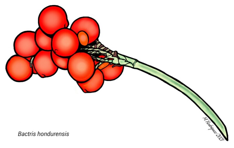 Bactris obovata photo 6