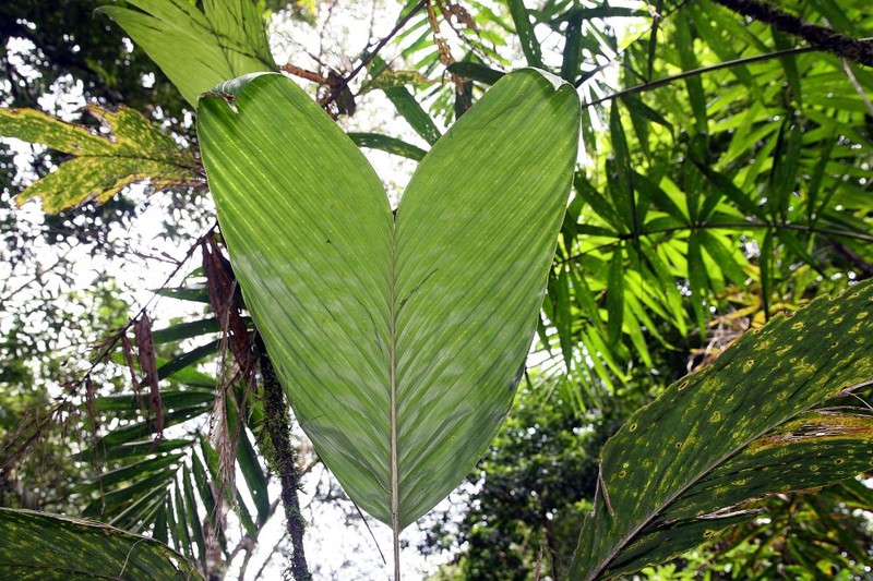 Bactris obovata photo 7